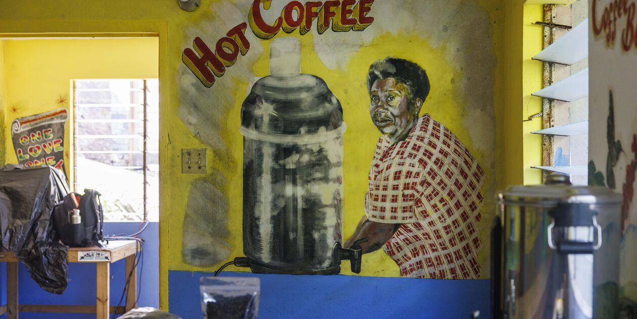 Découverte d'une plantation de café dans les Blue Mountains - Saint Andrew - Jamaïque