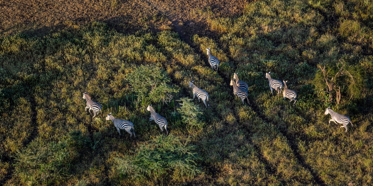 Survol du Parc d'Amboseli en montgolfière - Kenya