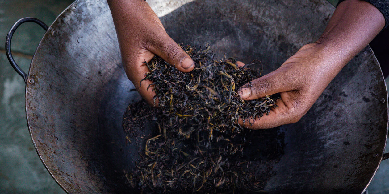 Traitement des feuilles de thé séchées - Kenya