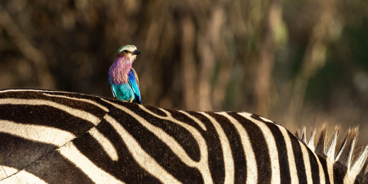 Oiseau rouleau à poitrine lilas sur le dos d'un zèbre - Kenya