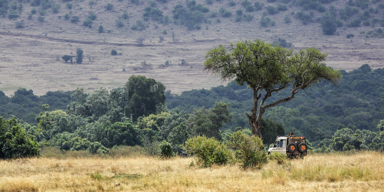 Safari dans la réserve du Masai Mara - Kenya