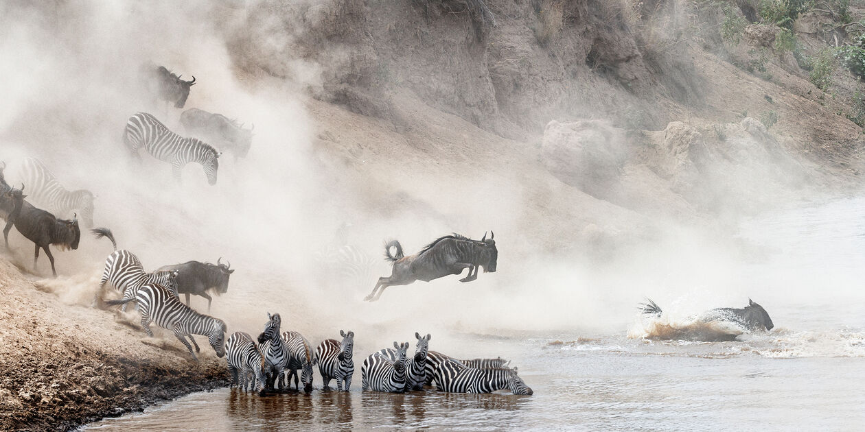 Migration des gnous et des zèbres - Parc du Serengeti - Tanzanie