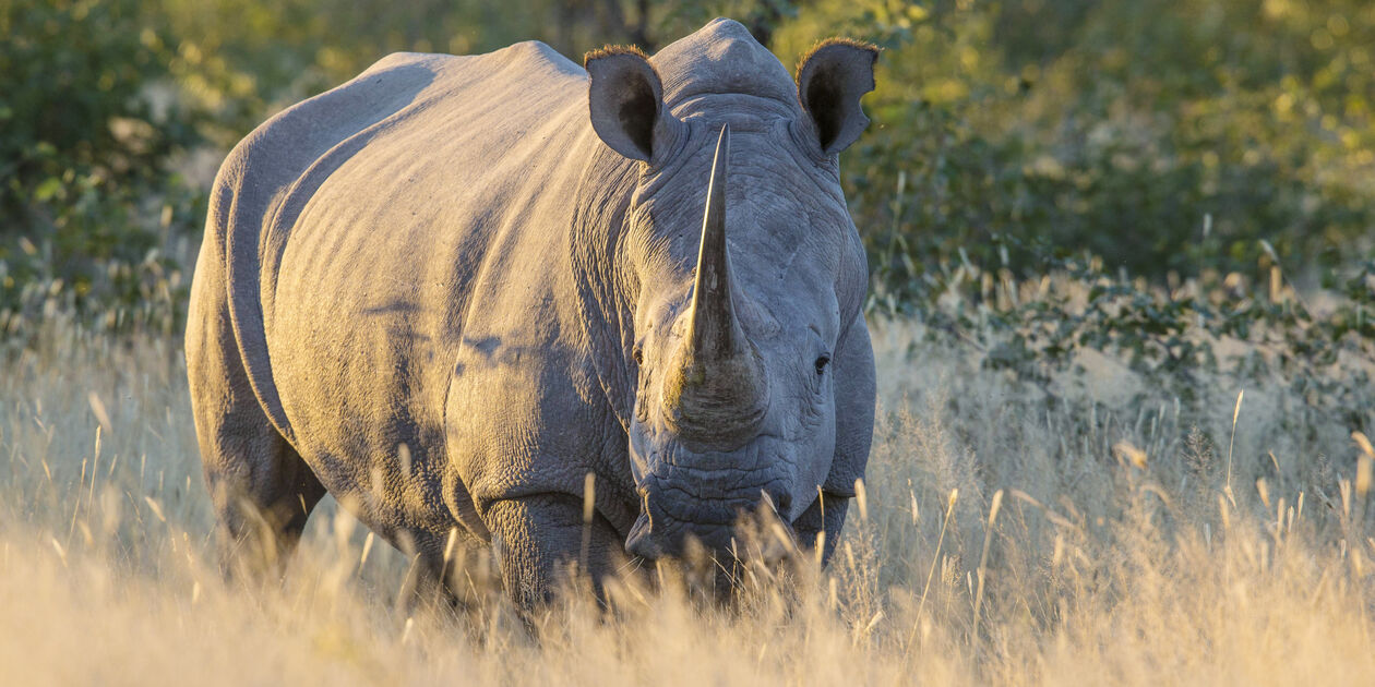 Rhinocéros blanc au Kenya