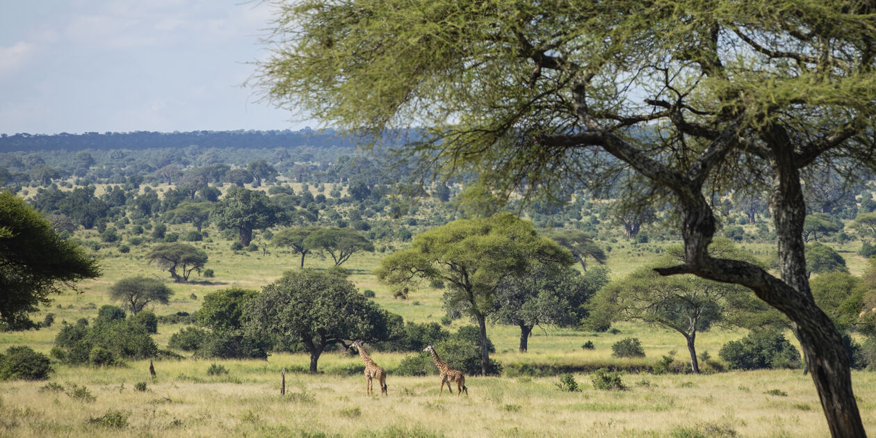 Parc National Masai Mara - Kenya