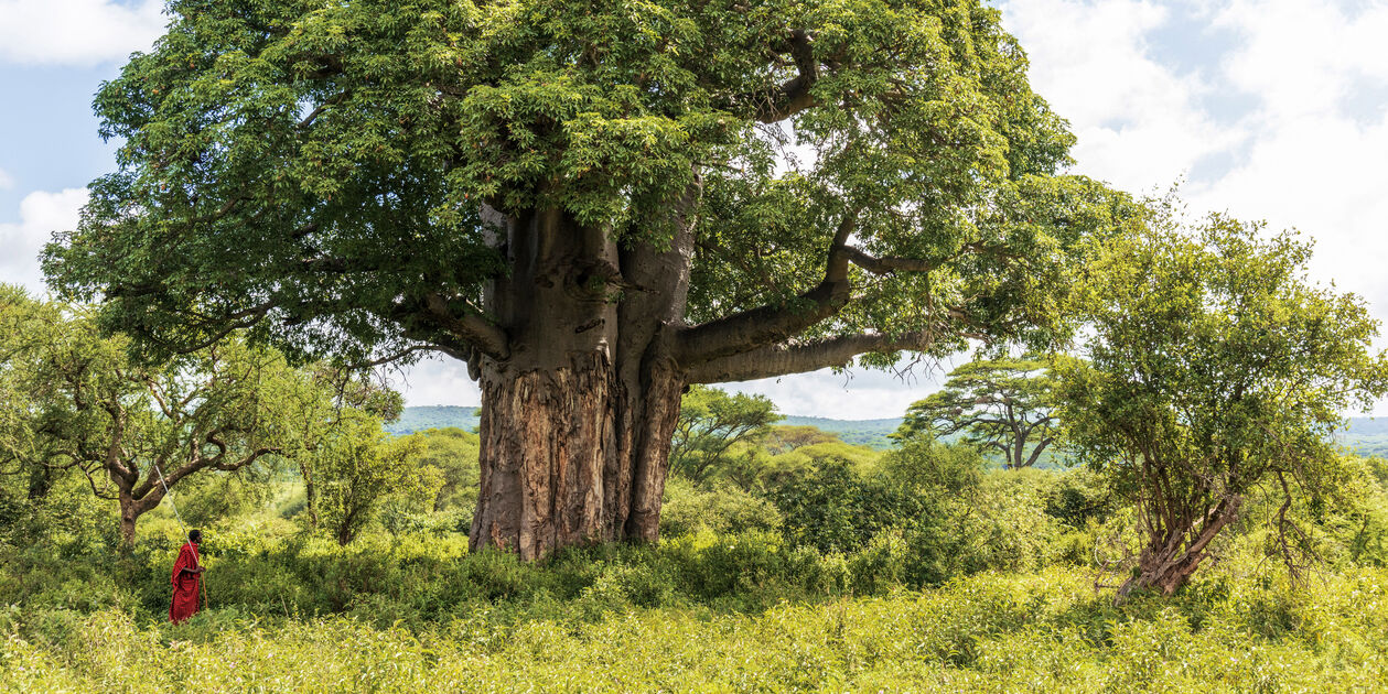 Maasaï face à un baobab majestueux - Kenya