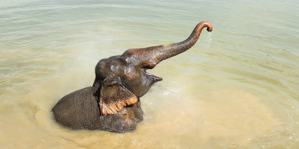 Éléphant jouant dans l'eau - Mondulkiri - Cambodge