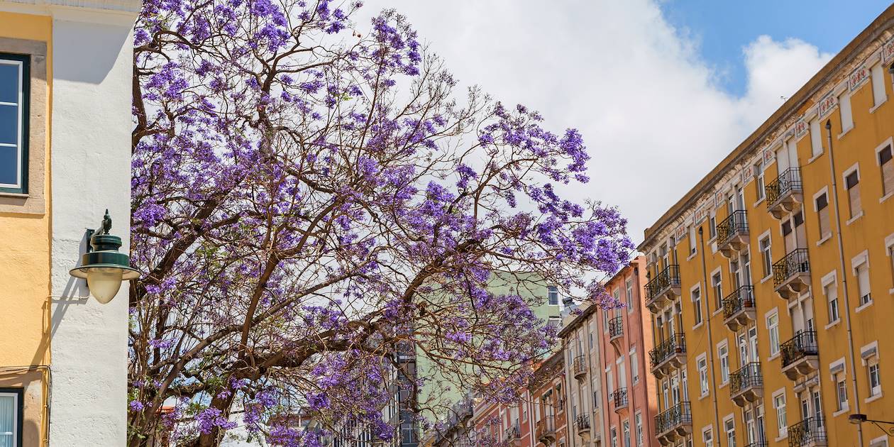 Jaracanda fleuri dans les rues de Pretoria - Afrique du Sud