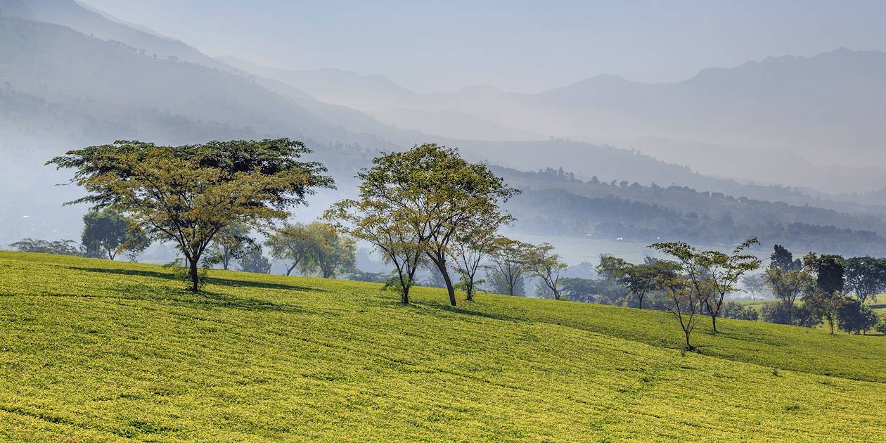 Plantations de thé au Massif de Mulanje - Malawi