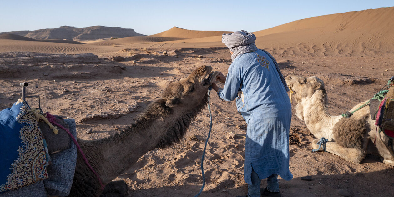 Randonnée chamelière dans le désert du Drâa - Tagounite - Maroc