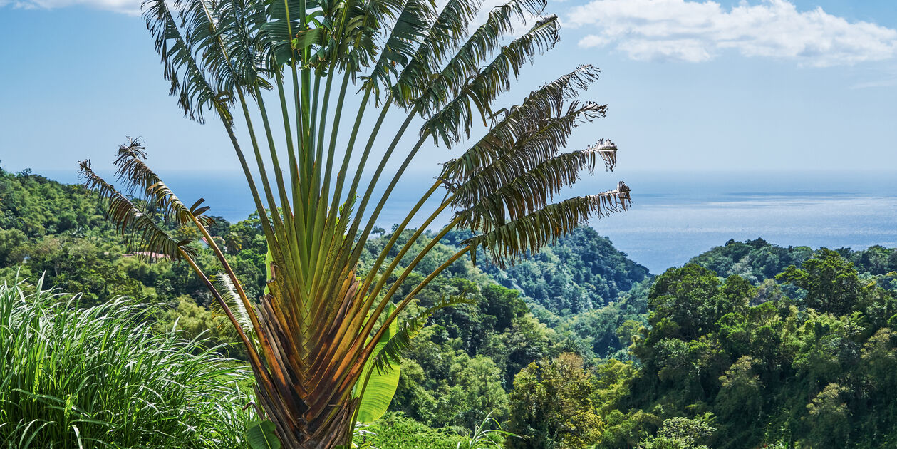 Martinique