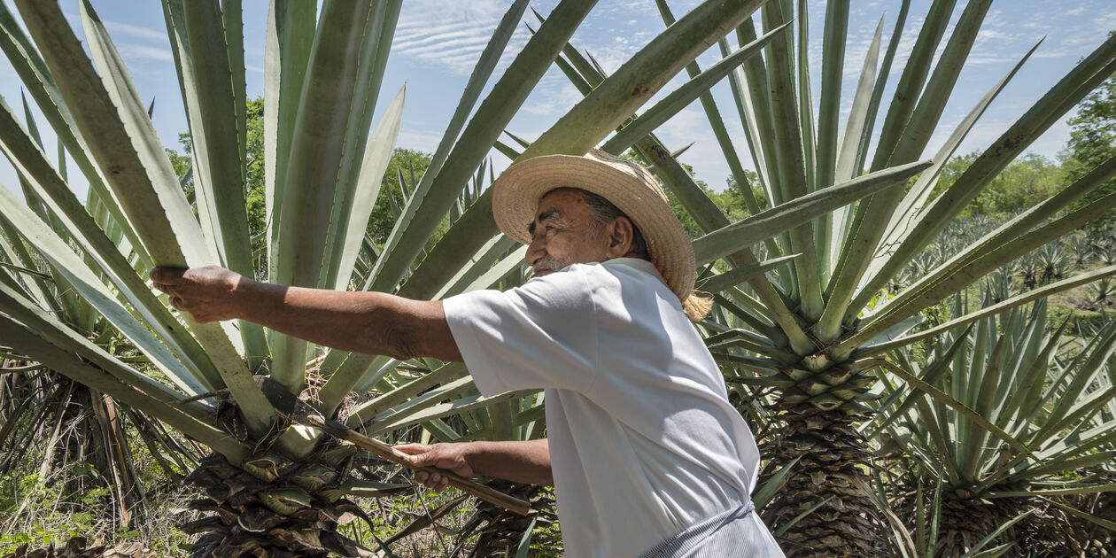Fermier dans une plantation d'henequen - Merida - Mexique