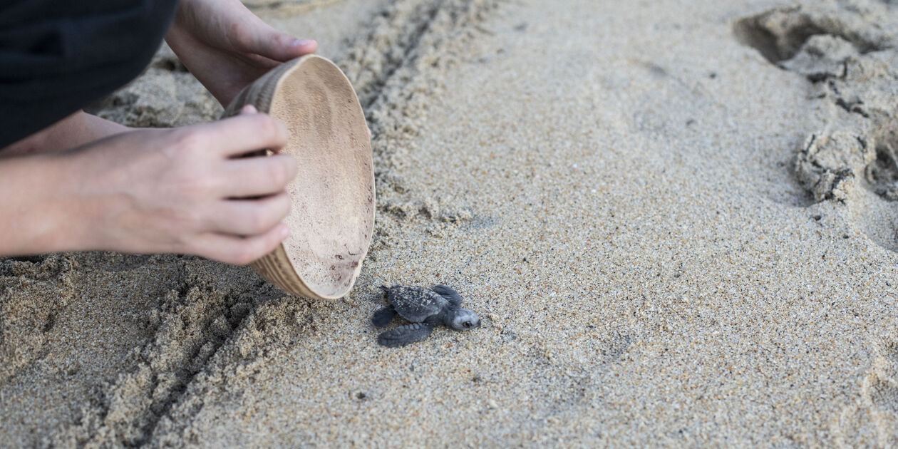 Rencontre au centre Palmarito, programme pour la conservation des tortues de mer -Puerto Escondido - Oaxaca - Mexique