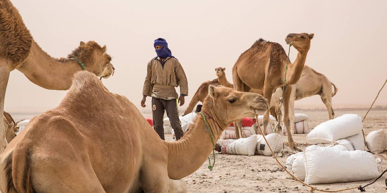Chameaux d'une caravane de sel à Erg Aouker - Mauritanie
