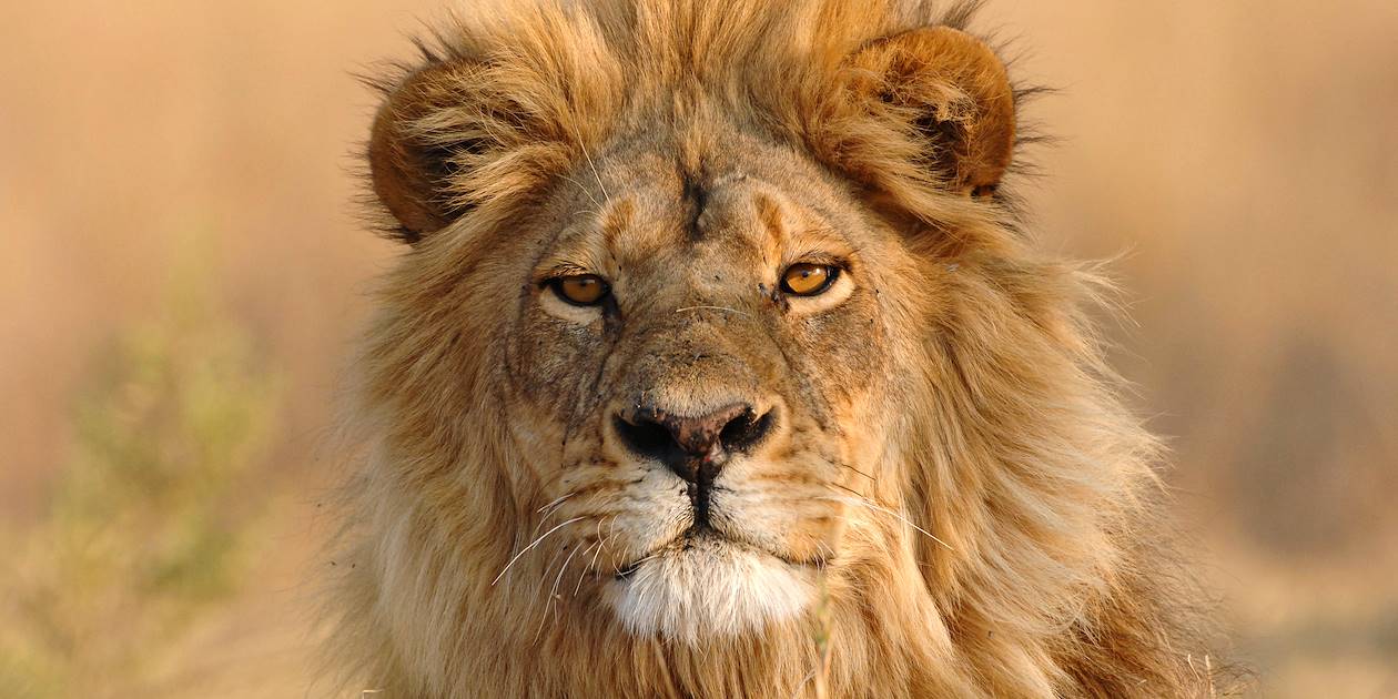 Lion - Botswana 