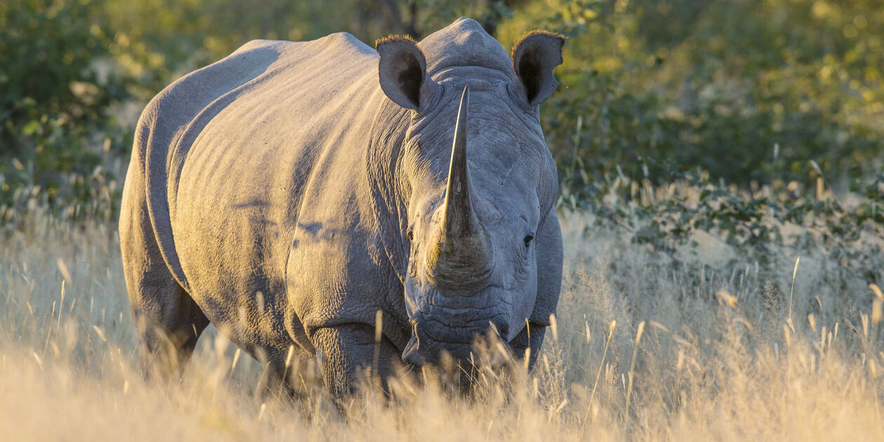 Rhinocéros blanc dans le Parc National d'Etosha - Namibie