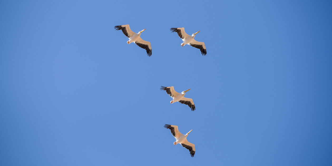 Sandwich Harbour - Parc du Namib - Walvis Bay - La Cote - Namibie