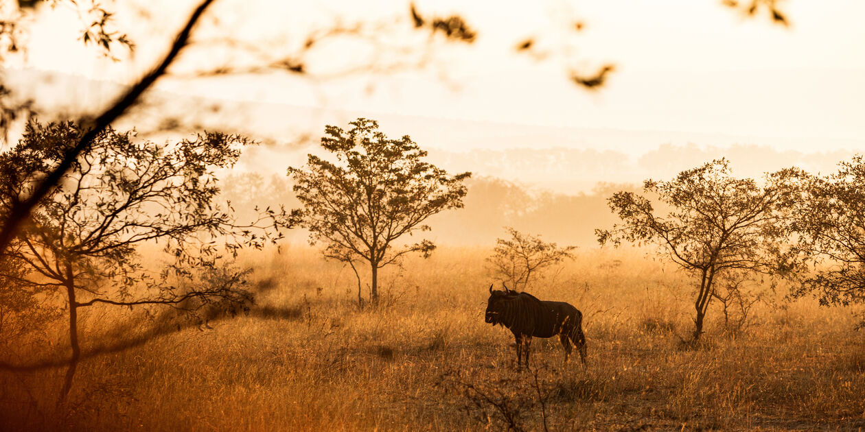 Désert de Kalahari - Namibie