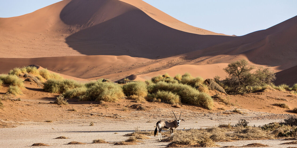 Oryx dans le désert de Sossuvlei - Parc National Namib Naukluft - Namibie