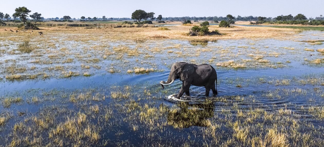 Eléphant dans la région de Caprivi - Namibie