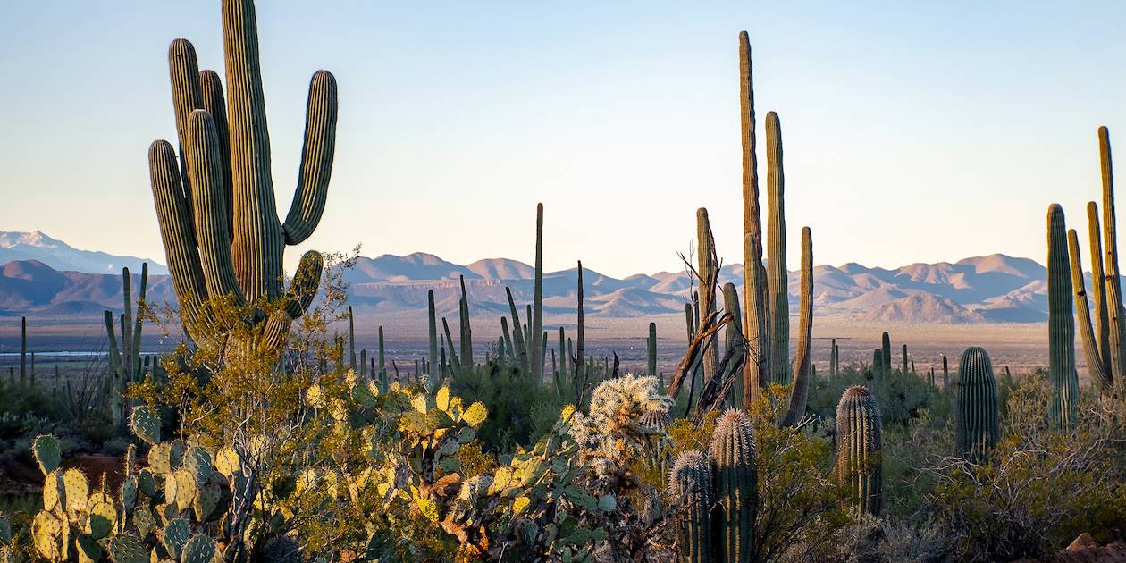 Cactus dans le désert d'Arizona - Etats-Unis