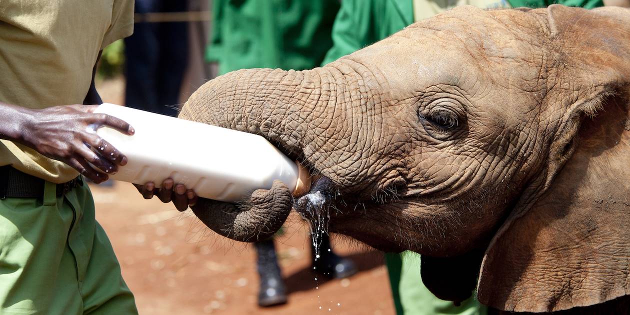 L'orphelinat des éléphants de Sheldrick - Nairobi - Kenya