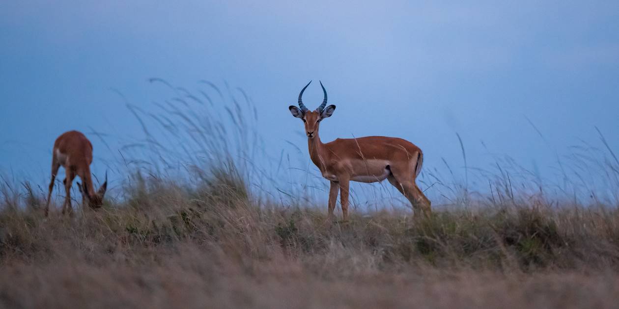 Impalas au lever du soleil - Parc Kruger - Afrique du Sud