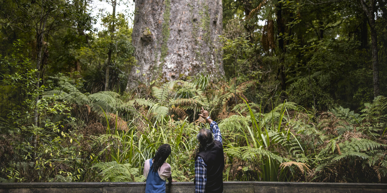 Découverte de la forêt de Waipoua - Northland - Novelle Zélande