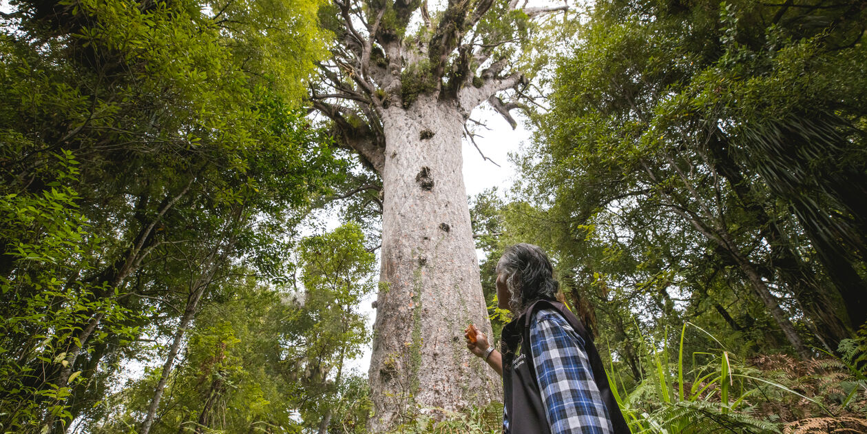 Forêt de Waipoua - Île du Nord - Nouvelle Zélande