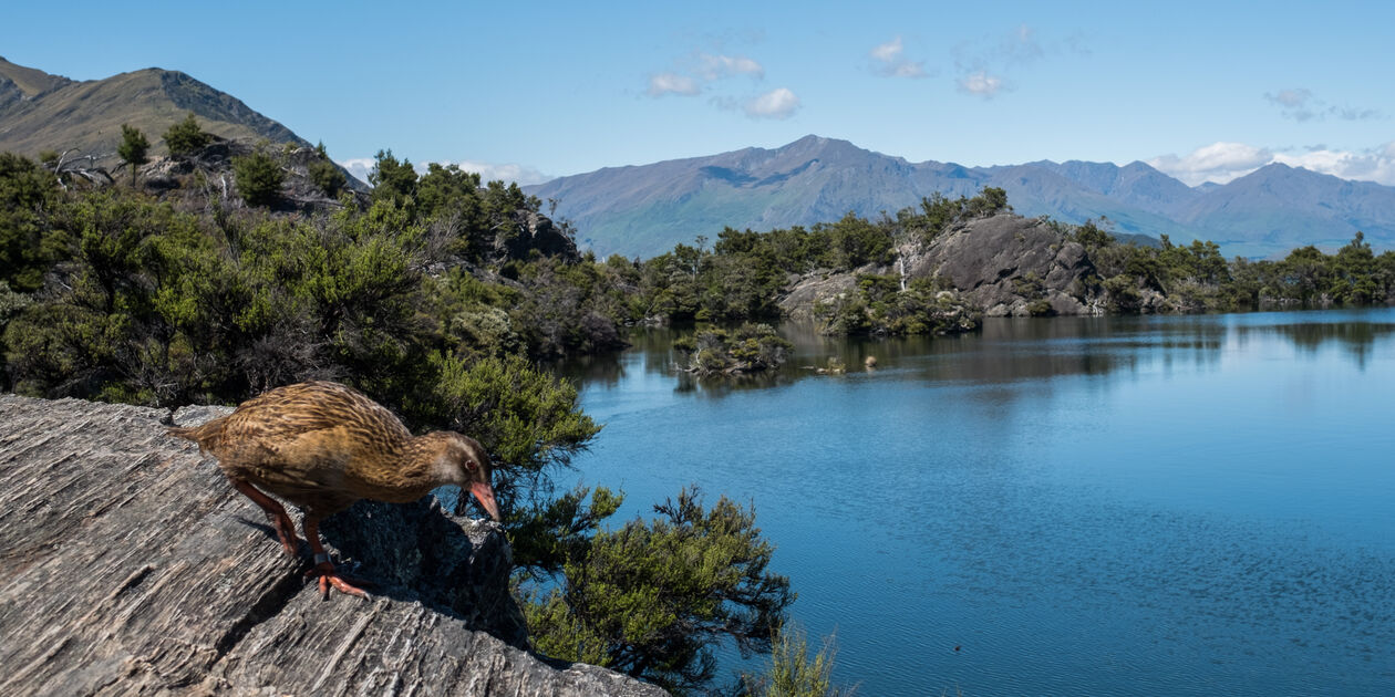 L'île sanctuaire de Mou Waho au cœur du lac Wanaka - Île du Sud - Nouvelle Zélande