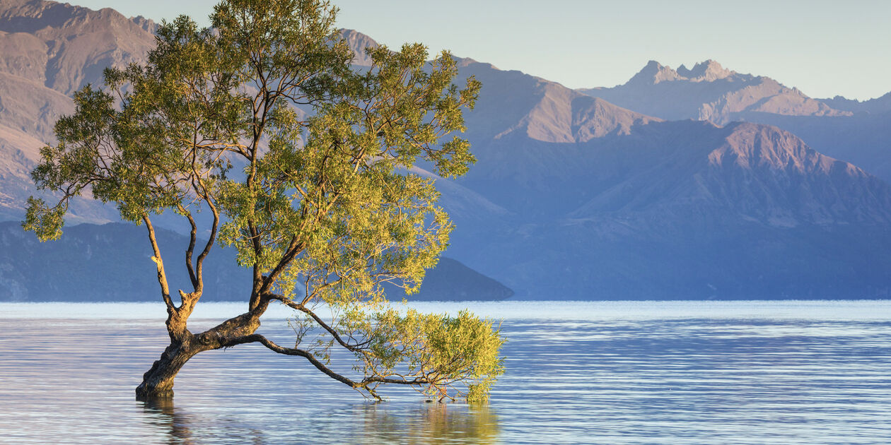 Arbre solitaire du lac Wanaka - Île du Sud - Nouvelle Zélande