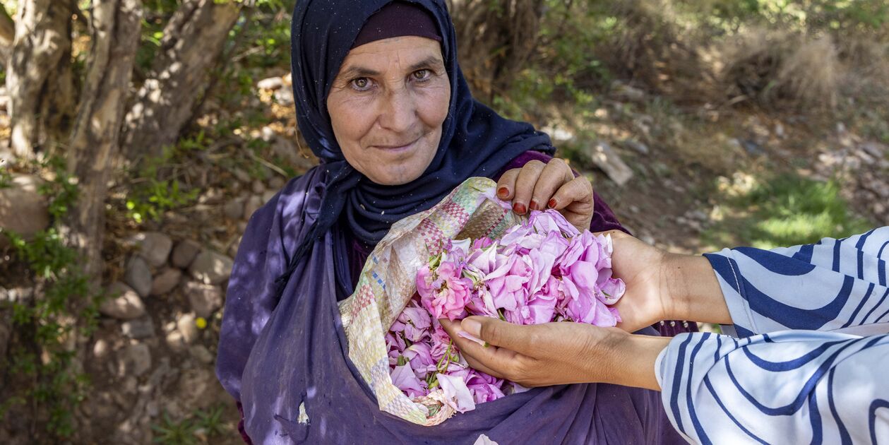 Récolte des roses à Oman