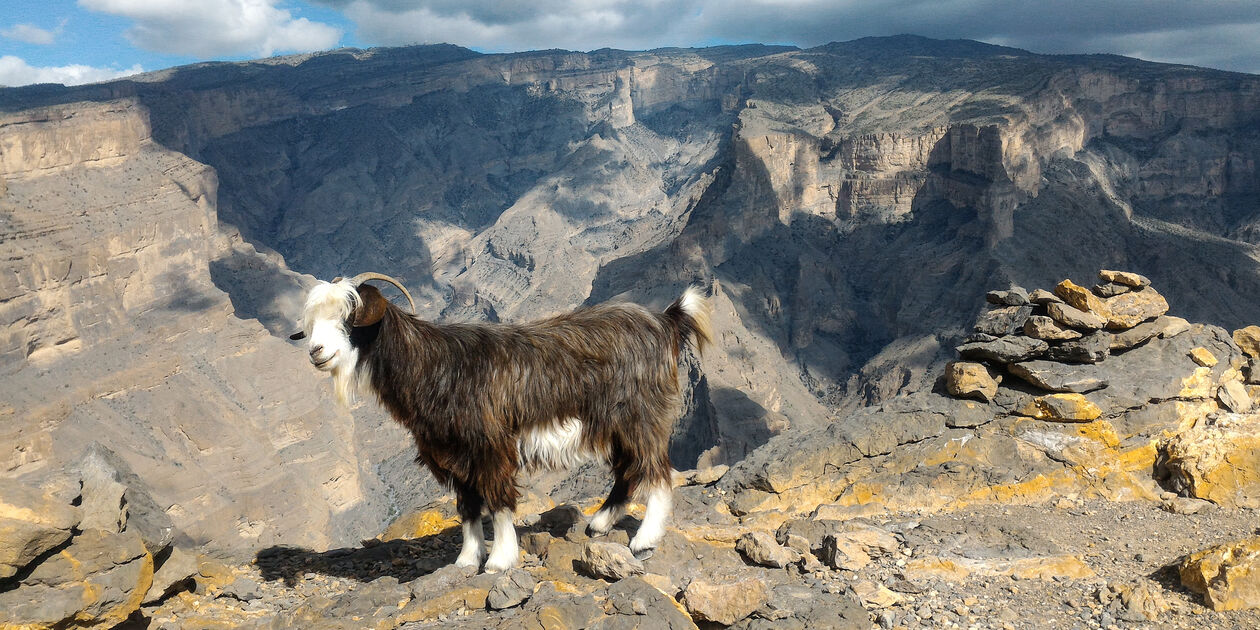 Chèvre devant le canyon de Jabal Shams - Oman