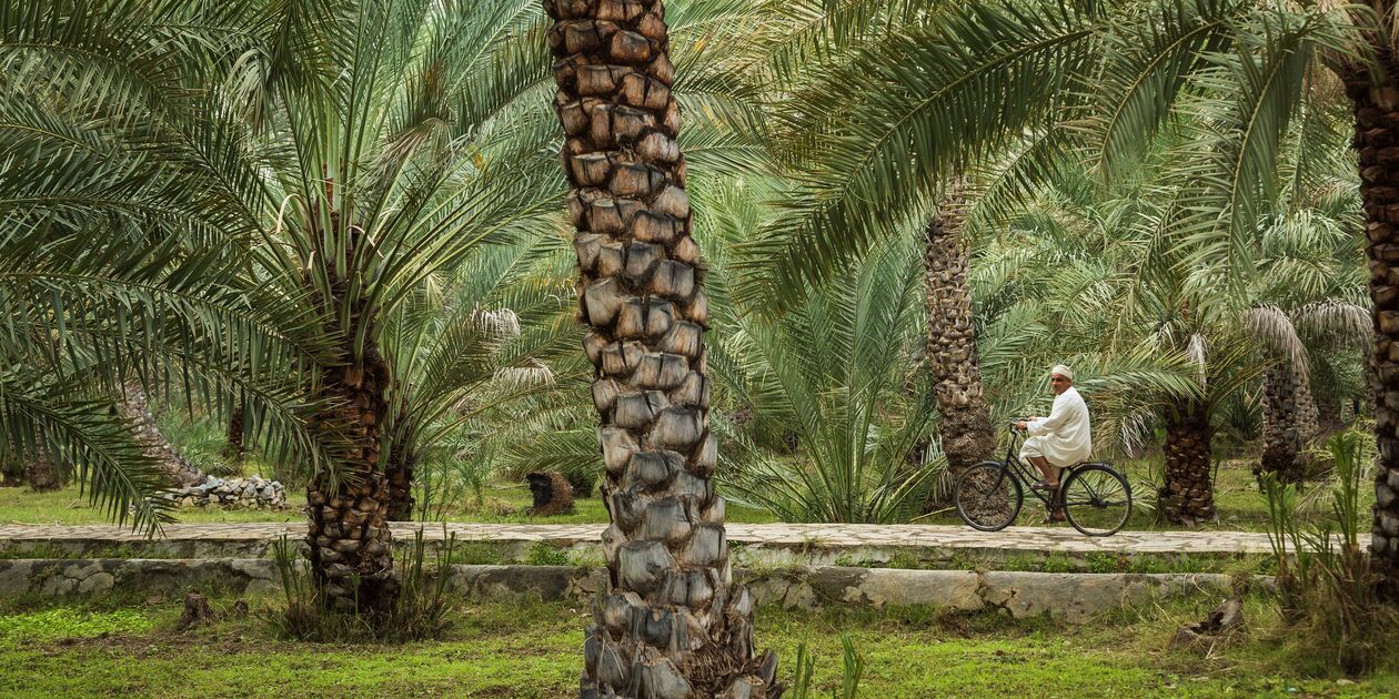 Homme à vélo dans l'oasis d'Al Hamra - Oman