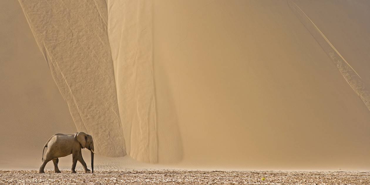 Elephant dans le désert du Namib - Namibie
