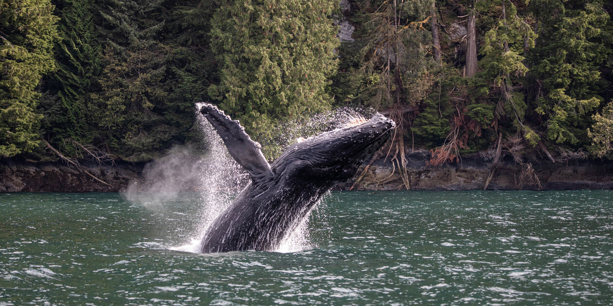 Observation des baleines  aux Escoumins - Québec - Canada