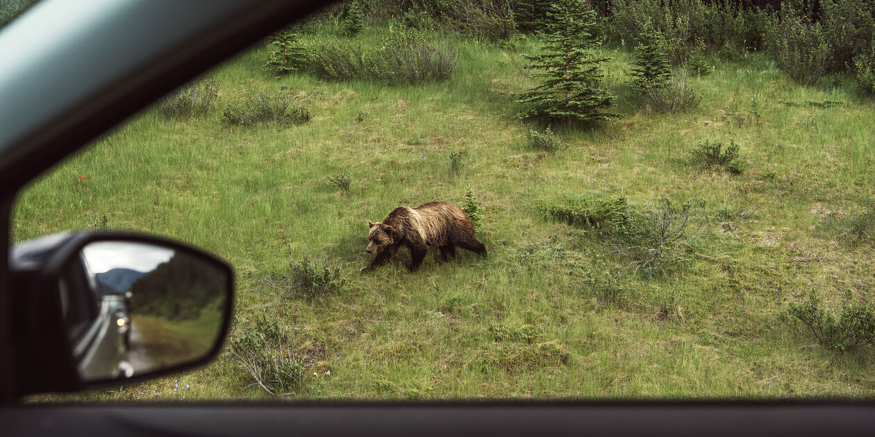 Grizzly sur le bord de la route - Parc national Banff - Alberta - Canada