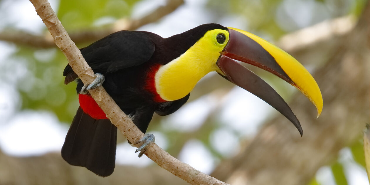 Toucan - Gamboa - Panama