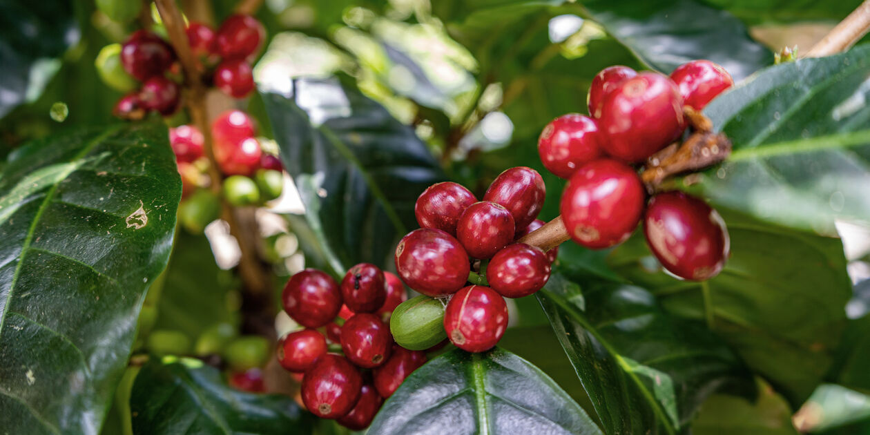Plantation de café - Panama