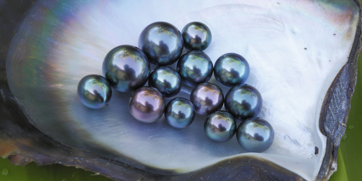 Perles noires des îles gambier - Polynésie