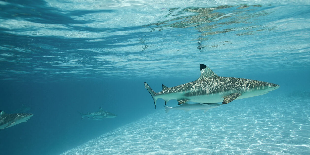 Requins à pointe noire - Moorea - Archipel de la Société - Polynésie Française