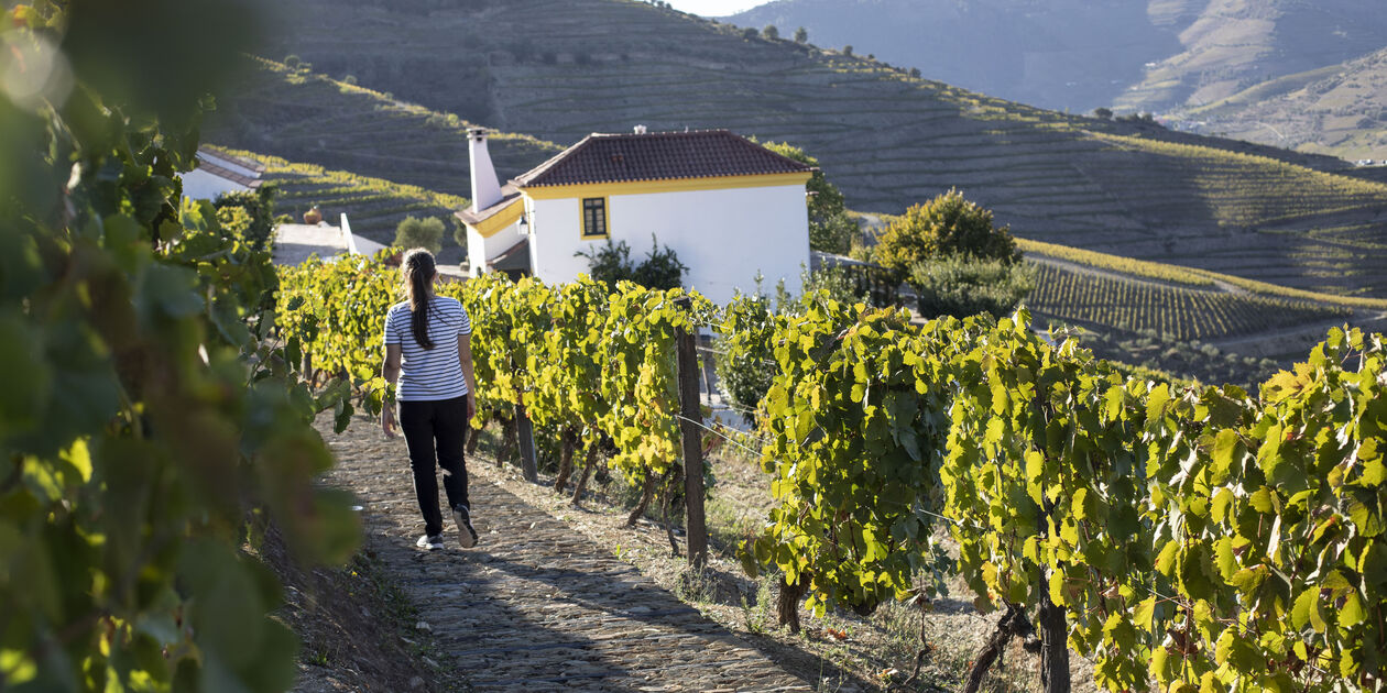 Quinta Da Corte - Valenca Do Douro - Douro - Portugal