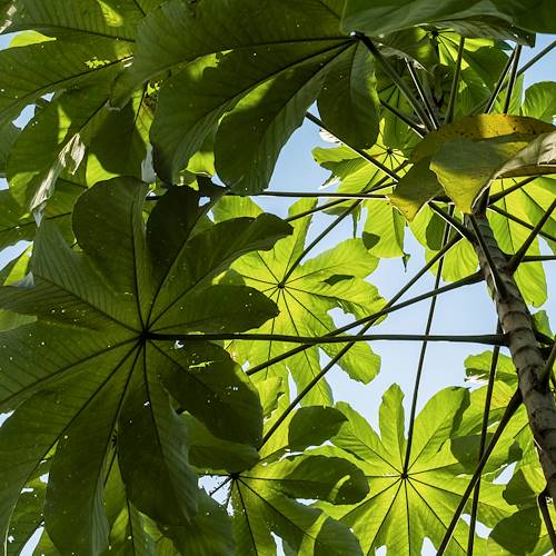 Feuilles verdoyantes d'un cacaoyer - Puerto Jimenez - Péninsule de Osa - Costa Rica