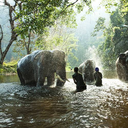 Baignade avec les éléphants - Laos