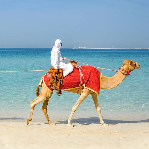 Chameaux sur la plage - Dubaï - Emirats Arabes Unis