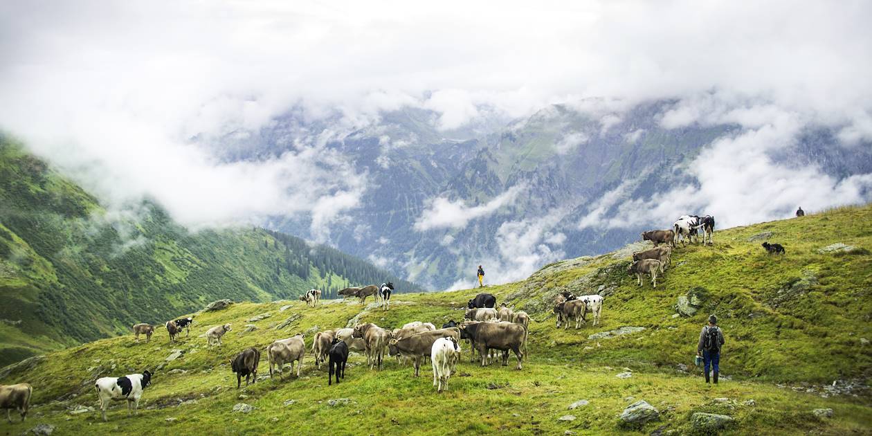 Troupeau de vaches près de l'Arlberg - Vorarlberg - Autriche