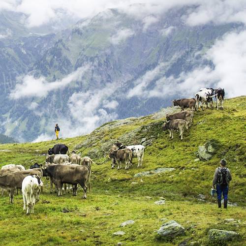 Troupeau de vaches près de l'Arlberg - Vorarlberg - Autriche