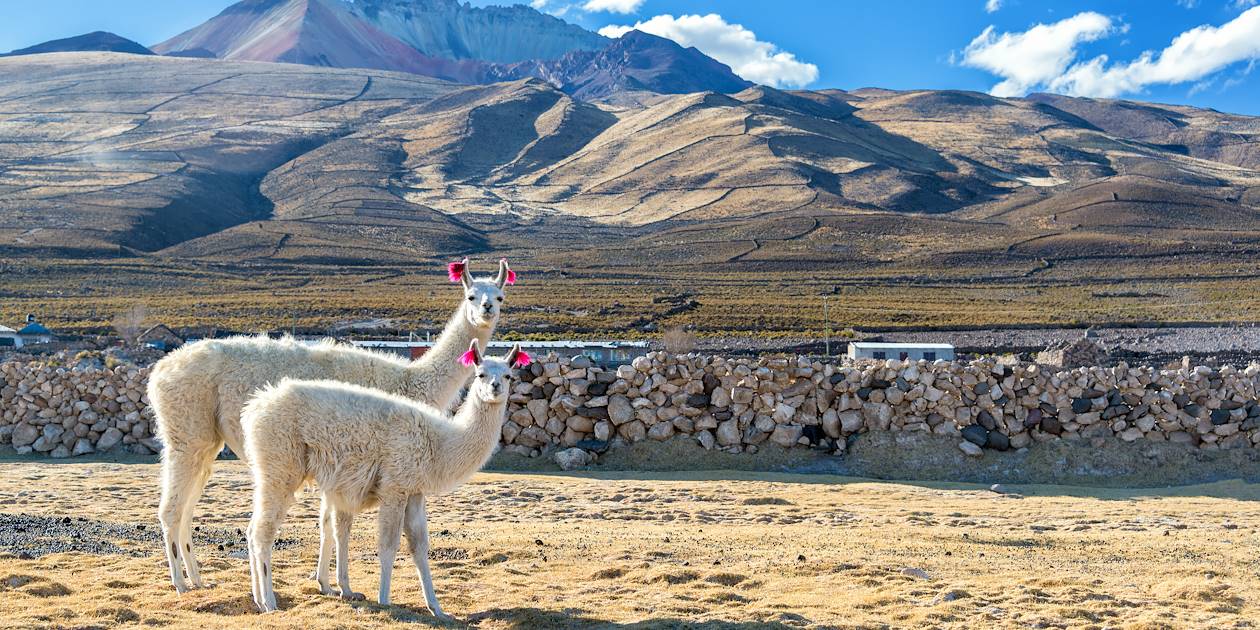 Lamas de Bolivie