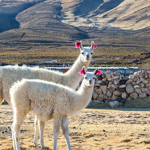 Lamas de Bolivie