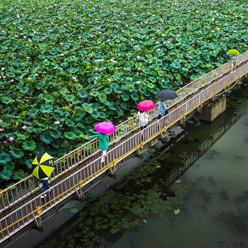 Pont suspendu dans le parc Deokjin à Jeonju - Corée du Sud