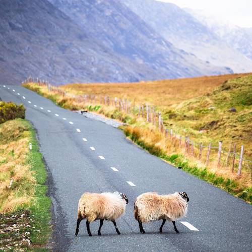 Moutons traversant la route - Irlande